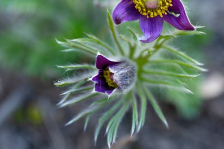 Téléchargez les photos : Belles fleurs violettes poussant dans le jardin, vue rapprochée - en image libre de droit