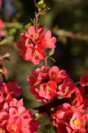 Foto de Flores de primavera rosa hermosa flor, fondo de la naturaleza - Imagen libre de derechos