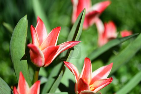 Téléchargez les photos : Belles fleurs de tulipes rouges poussant dans le jardin - en image libre de droit