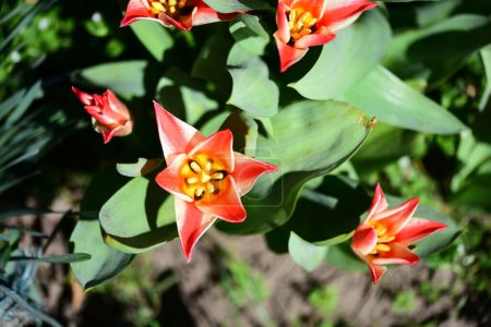Téléchargez les photos : Belles fleurs de tulipes rouges poussant dans le jardin - en image libre de droit