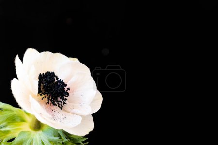 Photo for Beautiful white flower on black background - Royalty Free Image