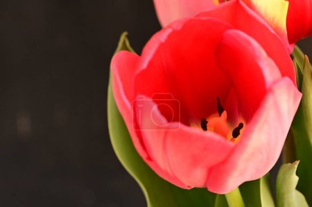 Photo for Beautiful tulips on dark background - Royalty Free Image