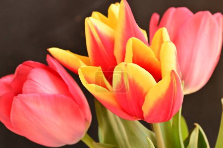 Téléchargez les photos : Belles tulipes sur fond sombre - en image libre de droit