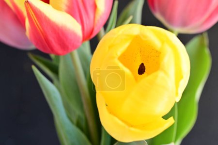 Foto de Hermosos tulipanes sobre fondo oscuro - Imagen libre de derechos