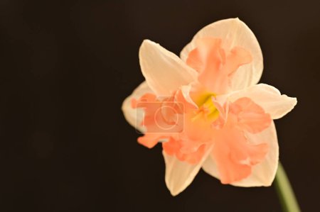 Photo for Beautiful daffodil flower  close up - Royalty Free Image