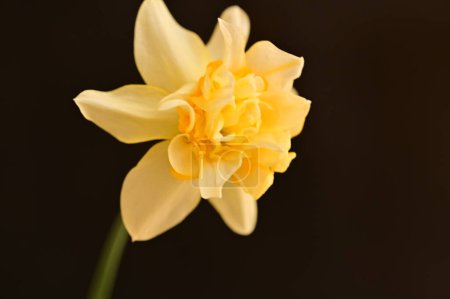 Téléchargez les photos : Belle fleur jaune sur fond noir - en image libre de droit