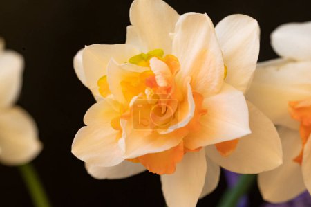 Foto de Hermosos narcisos en el jardín, fondo de primavera. - Imagen libre de derechos