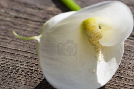Téléchargez les photos : Gros plan de belle fleur de calla - en image libre de droit