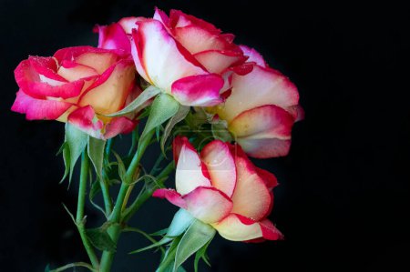 Foto de Hermosas rosas flores, de cerca - Imagen libre de derechos