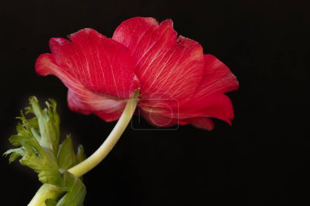 Téléchargez les photos : Gros plan de belle fleur - en image libre de droit