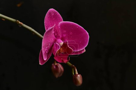 Téléchargez les photos : Gros plan de belle fleur d'orchidée - en image libre de droit