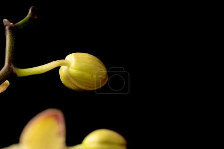 Foto de Primer plano de hermosas flores de orquídea - Imagen libre de derechos
