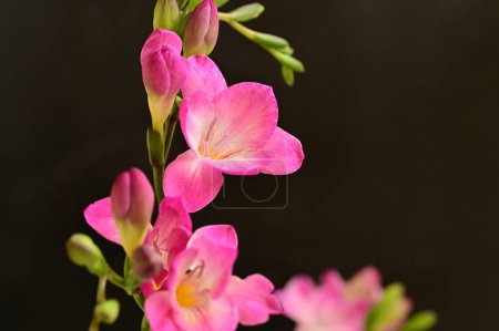 Foto de Vista de cerca de hermosas flores - Imagen libre de derechos