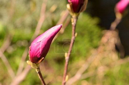 Foto de Flores de primavera, flor de magnolia, vista de cerca - Imagen libre de derechos