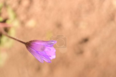 Foto de Primer plano de hermosa flor en el jardín - Imagen libre de derechos