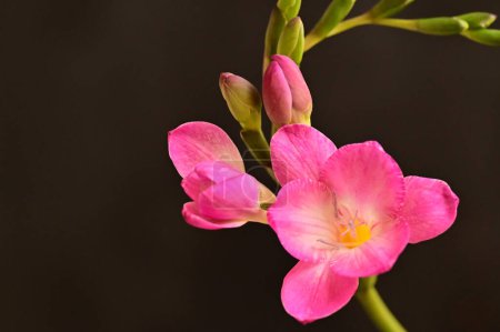 Téléchargez les photos : Belles fleurs freesia, gros plan - en image libre de droit