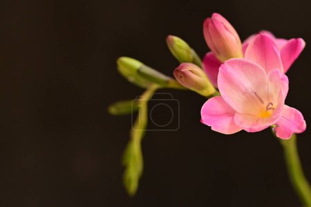 Téléchargez les photos : Belles fleurs freesia, gros plan - en image libre de droit
