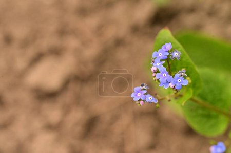 Photo for Beautiful Forget-Me-Not flowers in the garden - Royalty Free Image