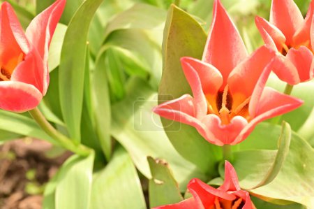 Foto de Hermosas flores de tulipán creciendo en el jardín - Imagen libre de derechos