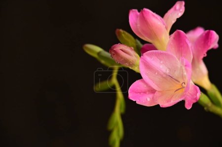 Photo for Beautiful pink orchid flowers on a dark background - Royalty Free Image