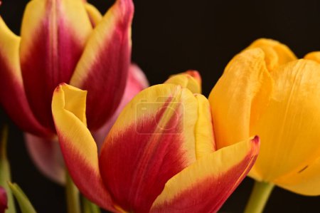 Téléchargez les photos : Belles tulipes sur fond noir - en image libre de droit