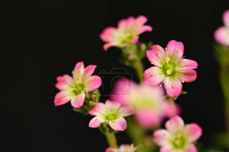 Téléchargez les photos : Belles fleurs roses minuscules sur fond sombre - en image libre de droit