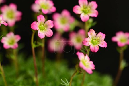 Foto de Hermosas pequeñas flores rosadas sobre fondo oscuro - Imagen libre de derechos