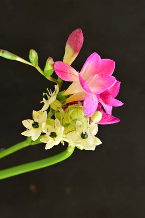 Foto de Hermosa orquídea rosa y diminutas flores blancas sobre fondo negro - Imagen libre de derechos
