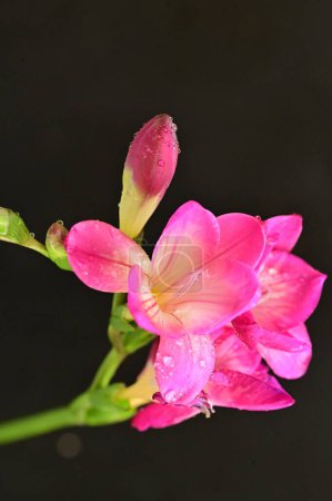 Foto de Hermosa orquídea rosa sobre fondo negro - Imagen libre de derechos
