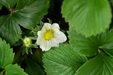 Photo for Beautiful strawberry flowers growing in garden - Royalty Free Image