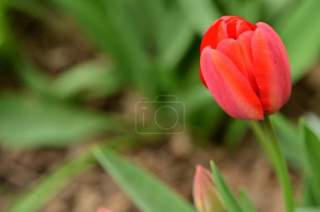 Photo for Beautiful  tulip flower growing in garden - Royalty Free Image