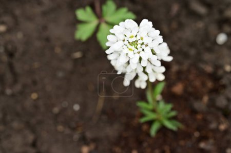 Photo for Beautiful flower growing in garden - Royalty Free Image