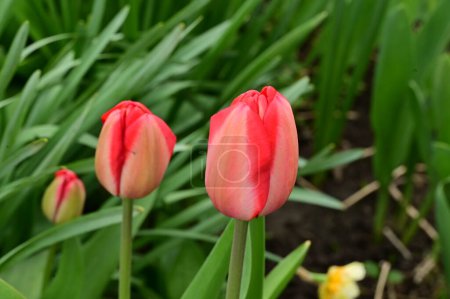 Photo for Beautiful  tulip flowers growing in garden - Royalty Free Image