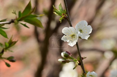 Téléchargez les photos : Belles fleurs de printemps fleurissent, fond de la nature - en image libre de droit