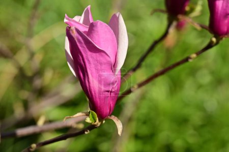Téléchargez les photos : Belles fleurs de magnolia rose dans le jardin - en image libre de droit