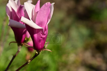 Foto de Hermosas flores de magnolia rosa en el jardín - Imagen libre de derechos
