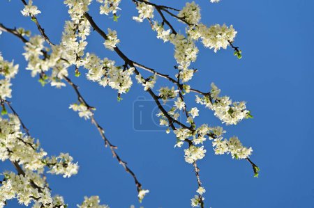 Photo for Beautiful  spring flowers blossom, nature background - Royalty Free Image