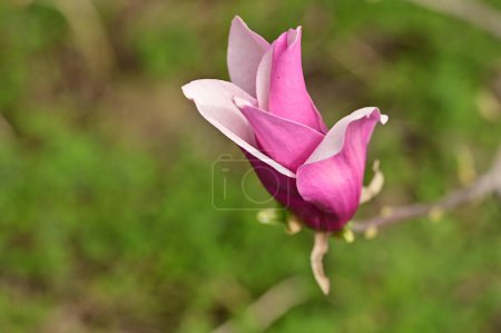 Téléchargez les photos : Belles fleurs de magnolia rose dans le jardin - en image libre de droit