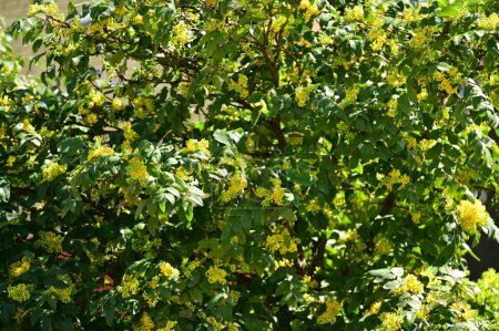 Téléchargez les photos : Feuilles vertes et fleurs d'un arbre dans le jardin - en image libre de droit