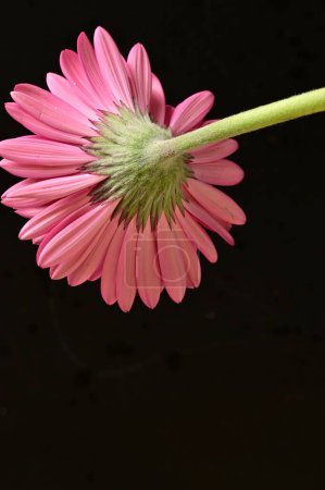 Photo for Beautiful pink gerbera flower on black background - Royalty Free Image