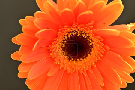Foto de Hermosa flor de gerberas naranja sobre fondo negro - Imagen libre de derechos