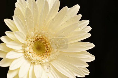 Téléchargez les photos : Belle fleur de gerbera blanche sur fond noir - en image libre de droit