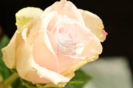 Téléchargez les photos : Belle rose blanche sur fond noir - en image libre de droit