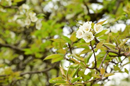 Téléchargez les photos : Belles fleurs de printemps fleurissent, fond de la nature - en image libre de droit