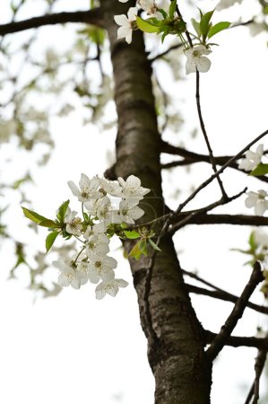 Foto de Flores de primavera hermosa flor, fondo de la naturaleza - Imagen libre de derechos
