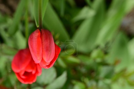 Foto de Hermosos tulipanes en el jardín - Imagen libre de derechos