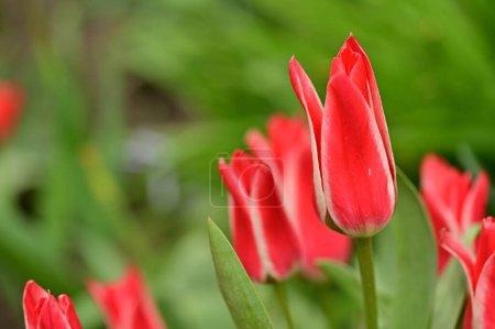 Téléchargez les photos : Belles tulipes dans le jardin - en image libre de droit