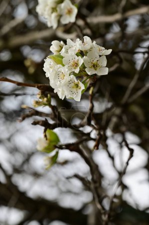 Foto de Flores de cerezo blanco en primavera - Imagen libre de derechos