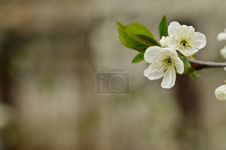 Foto de Flores de primavera hermosa flor, fondo de la naturaleza - Imagen libre de derechos