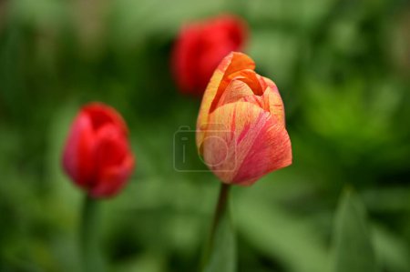 Foto de Hermosas flores tulipanes creciendo en el jardín - Imagen libre de derechos